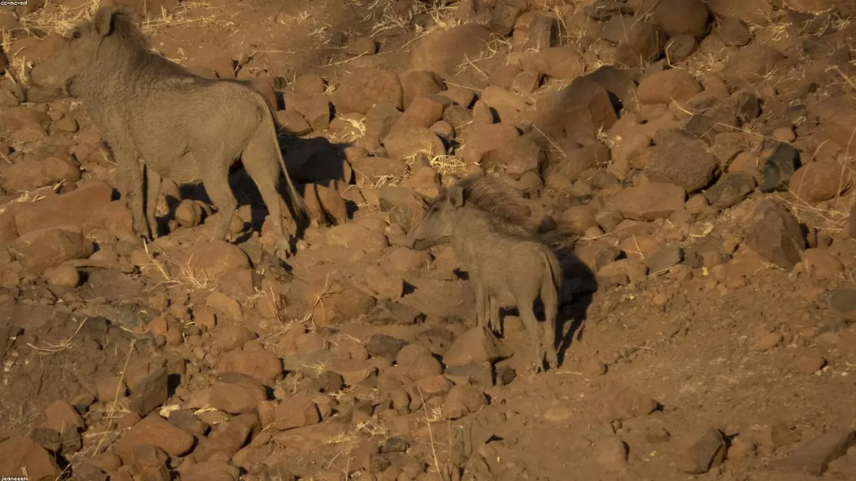 Warthog animal profile photo