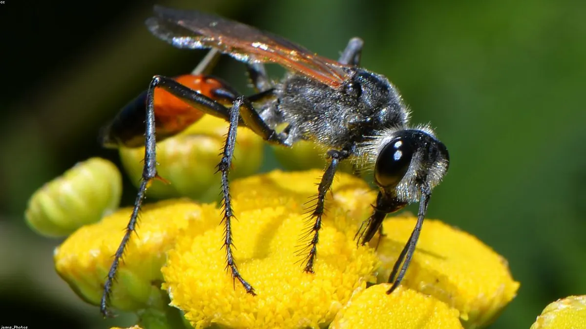 Wasp animal profile photo
