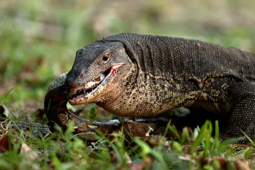 Water Monitor related animal