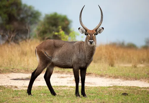 Waterbuck related animal