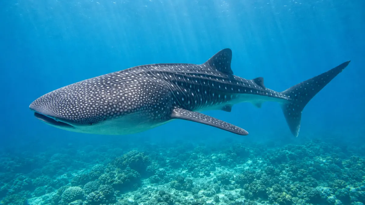 Whale Shark animal profile photo