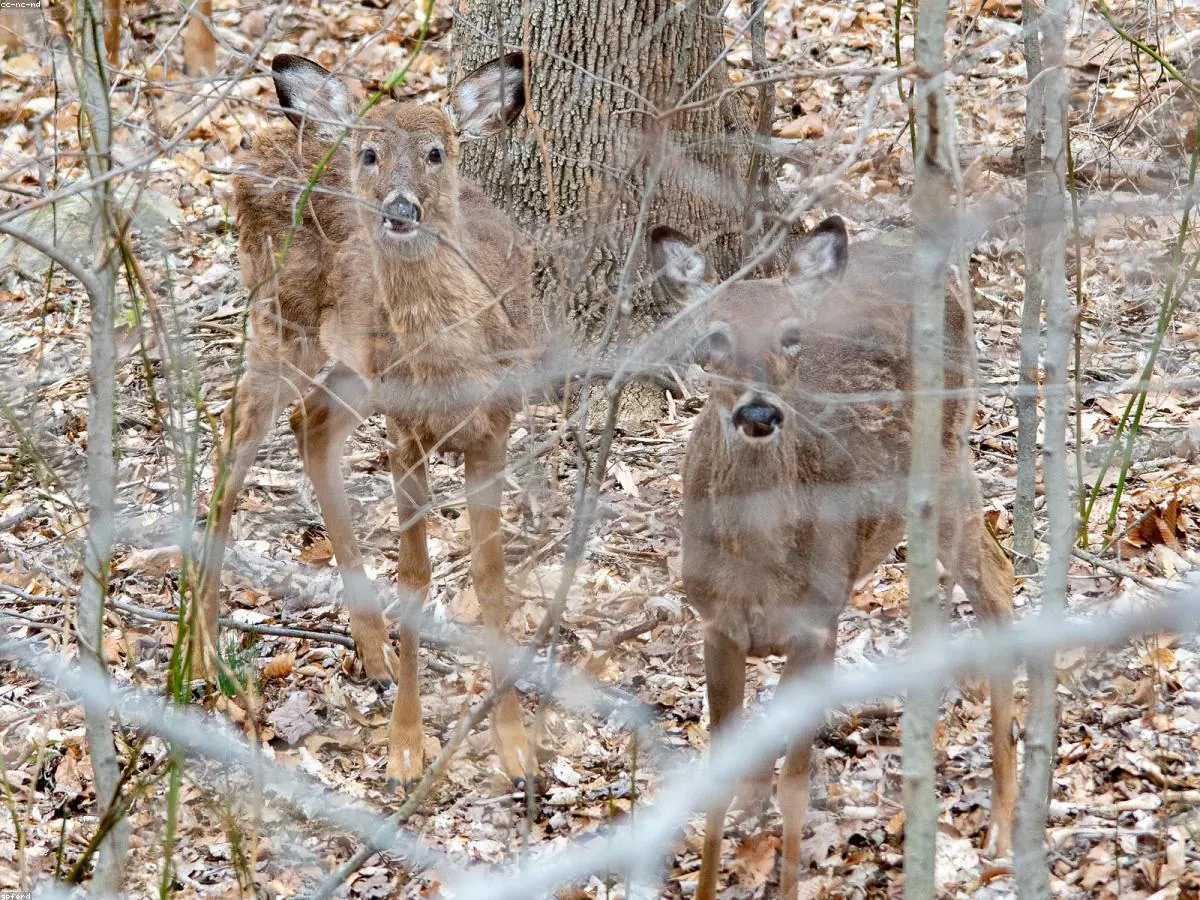 White-tailed Deer related animal