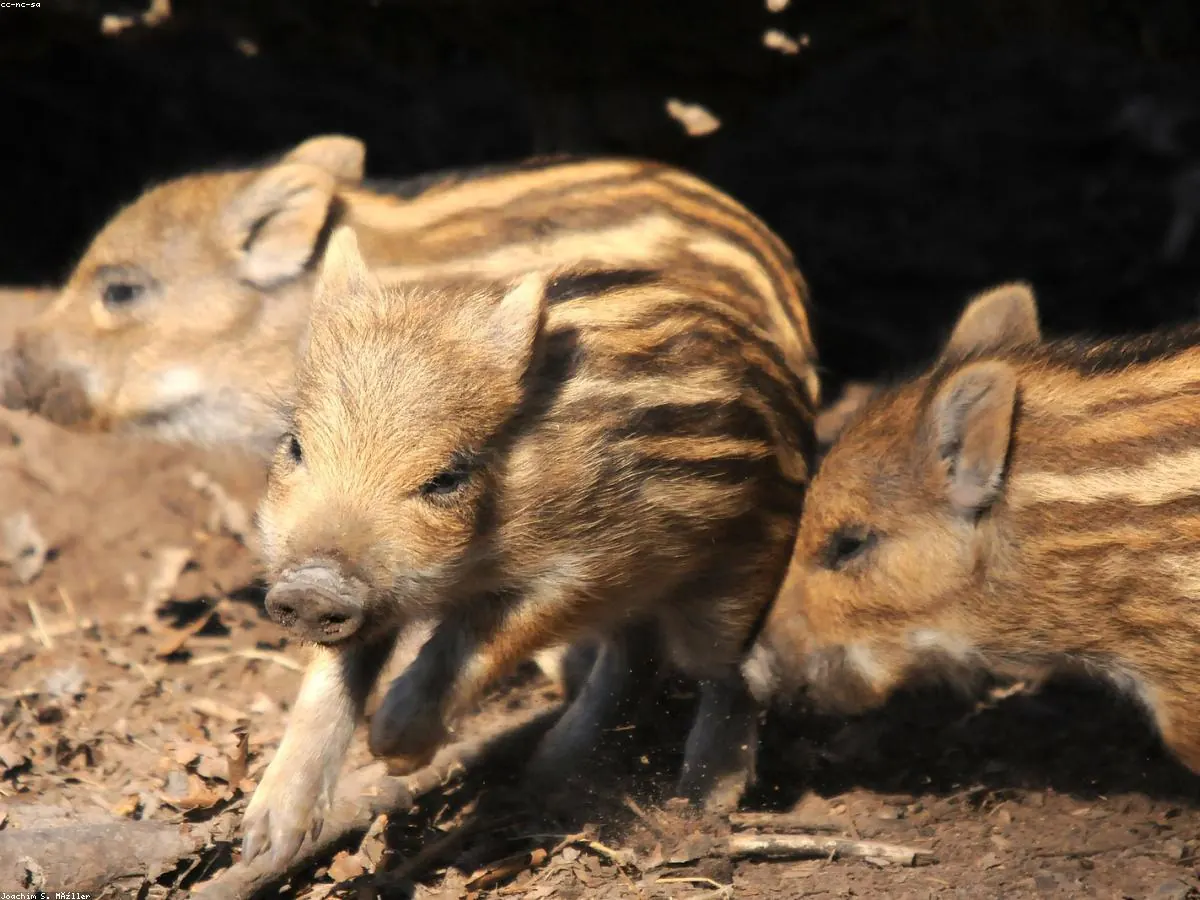 Wild Boar animal profile photo