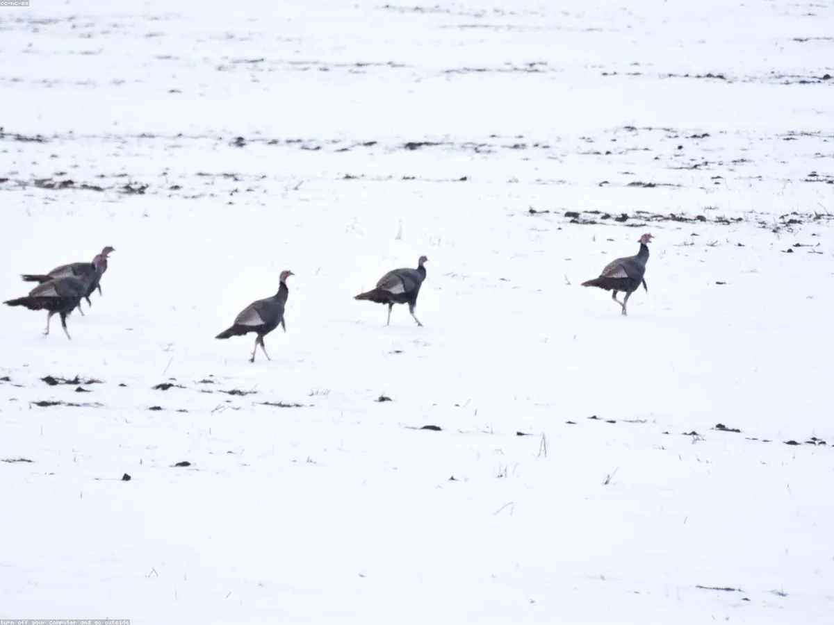 Wild Turkey related animal