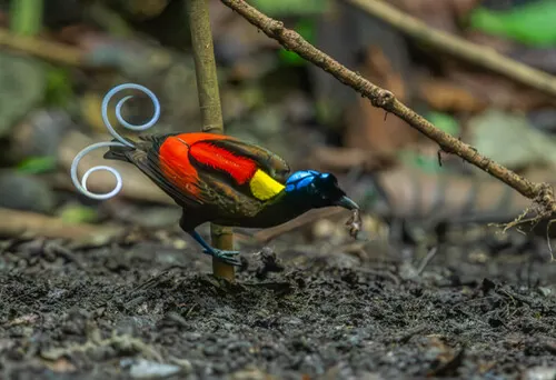 Wilson's Bird-of-Paradise related animal