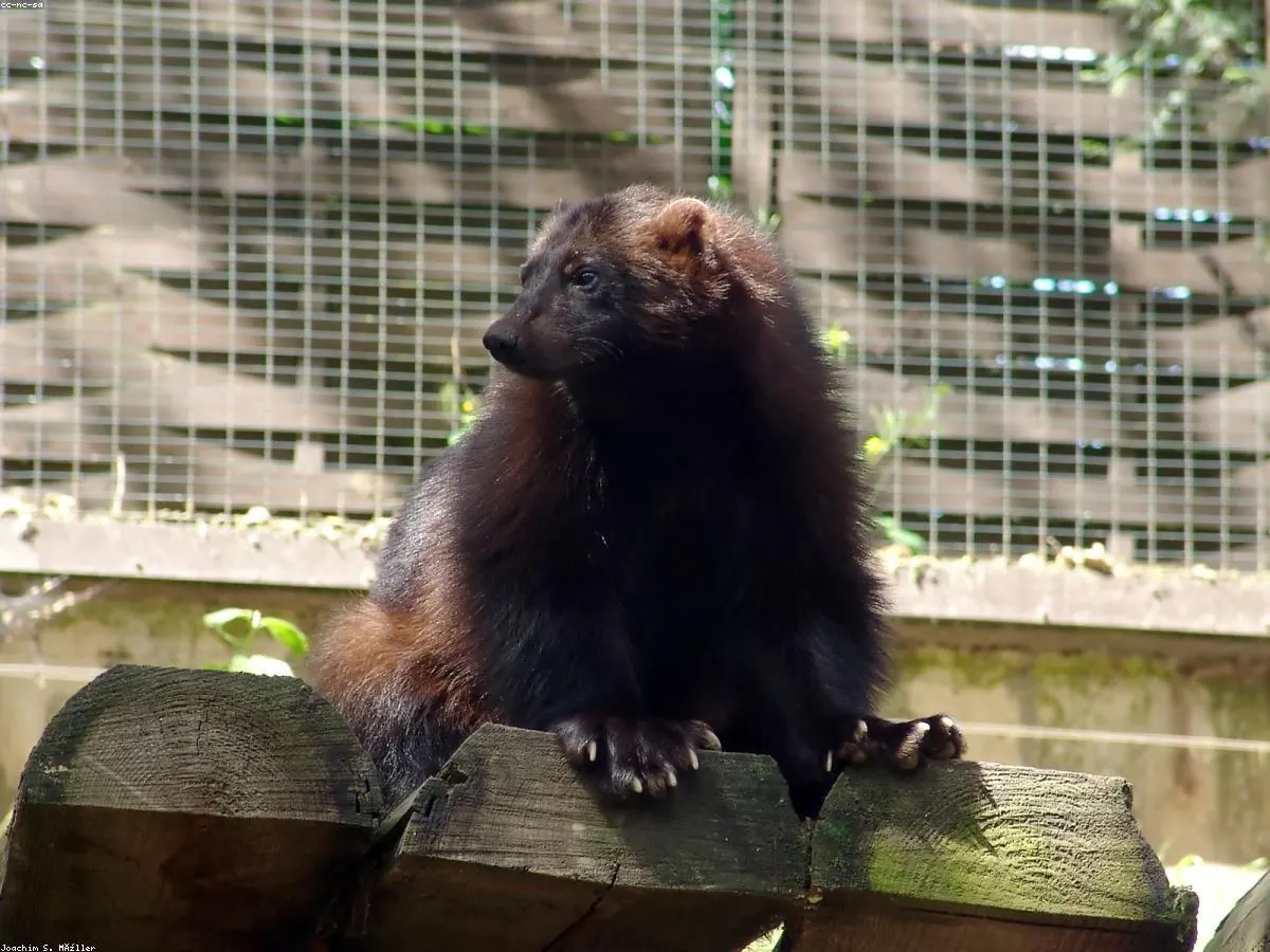 Wolverine animal profile photo