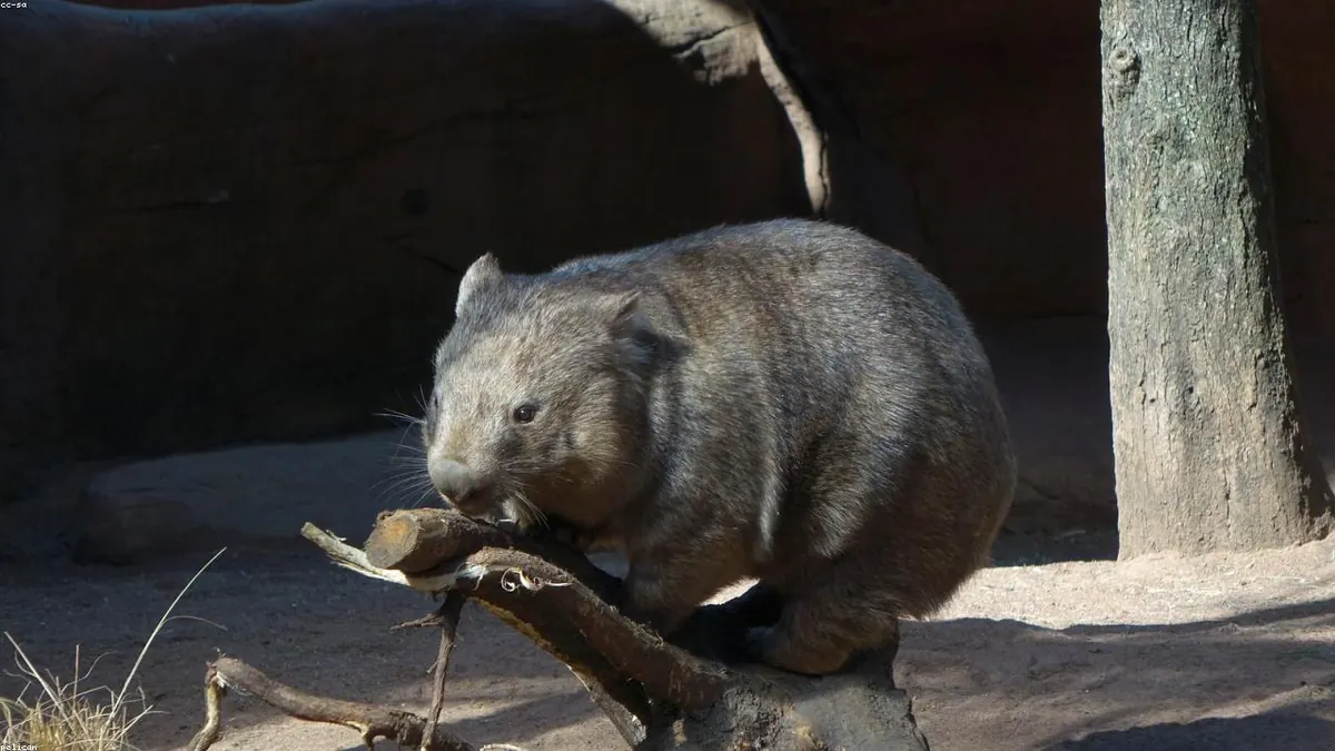 Wombat related animal