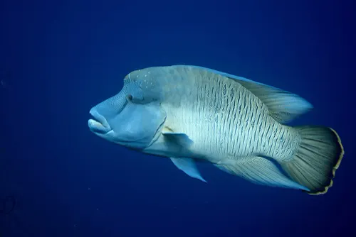 Wrasse related animal
